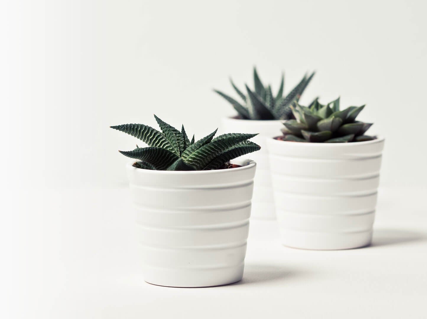 contact-bg Bird of Paradise - Image 2