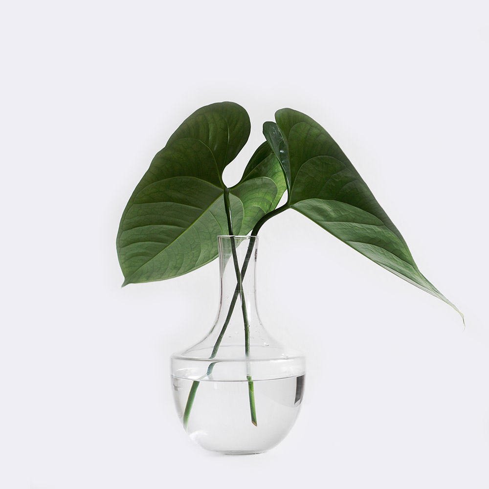 plant1-free-img Ficus Decora Burgundy - Image 2