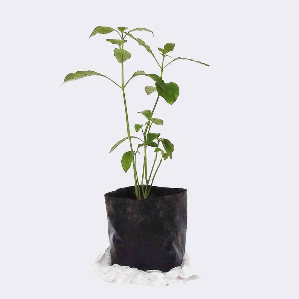 plant2-free-img Pilea Peperomioides - Image 2