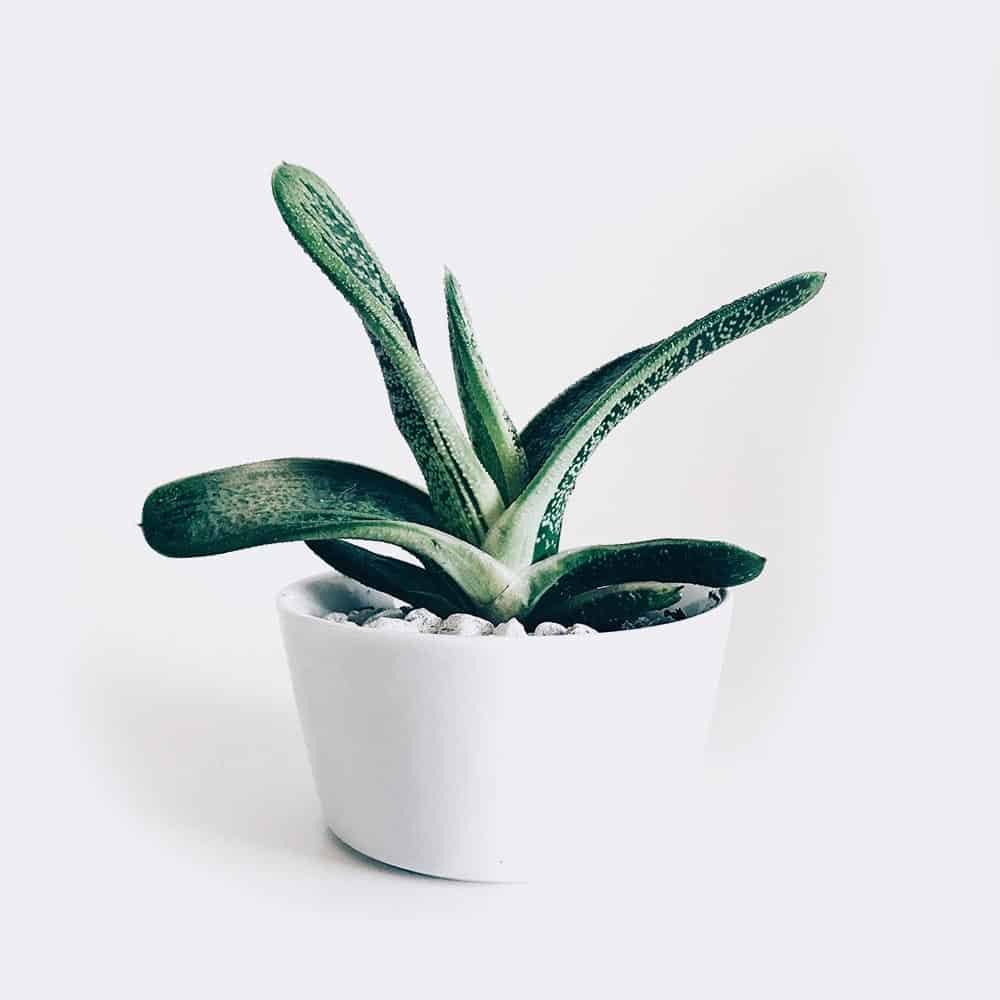 plant3-free-img Pachira Braid - Image 2