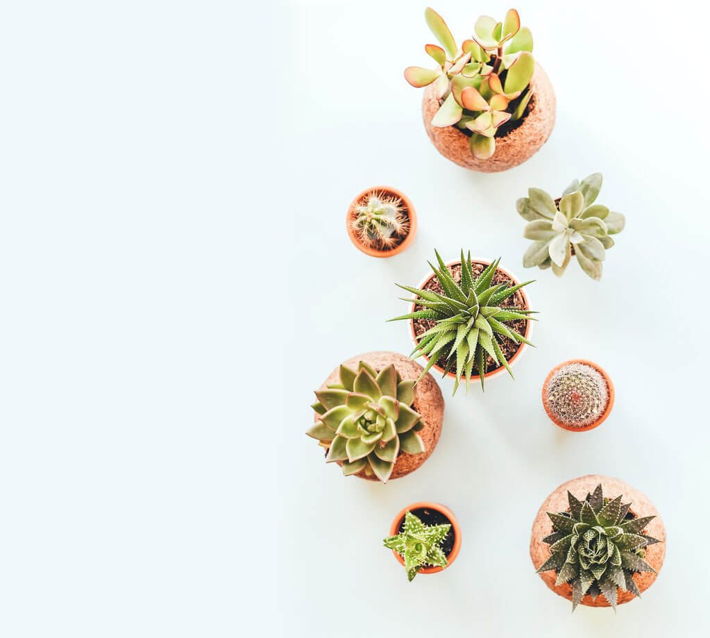 store-bg Birdnest Japanese - Image 2